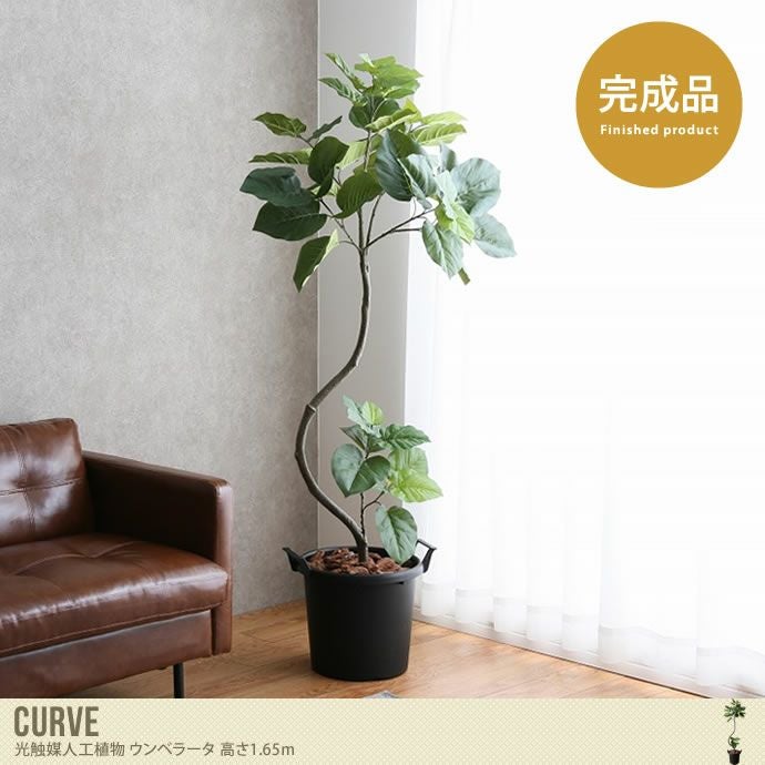 000000029238-01.jpg?size=l&w=