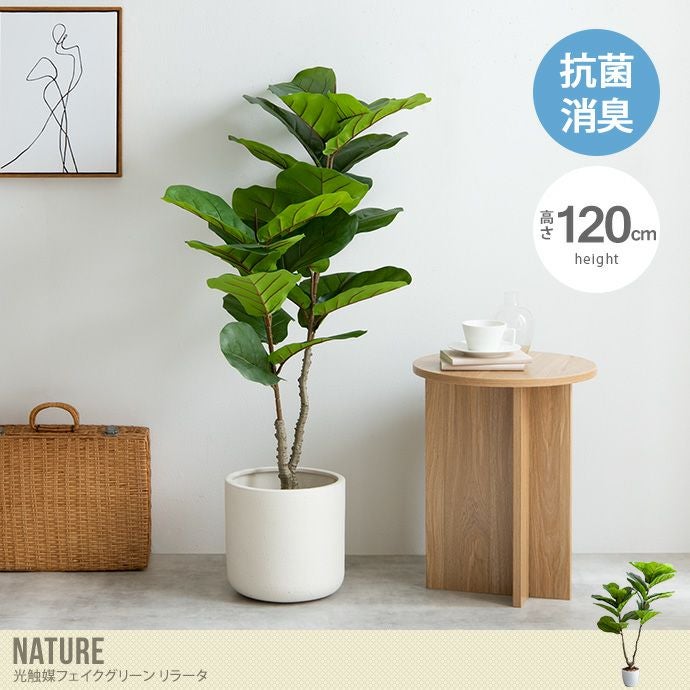 送料無料】Nature ナチュレ 高さ120cm 観葉植物 リラータ カシワバゴム