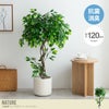 【送料無料】【高さ120cm】Nature 光触媒人工観葉植物　ベンジャミン
